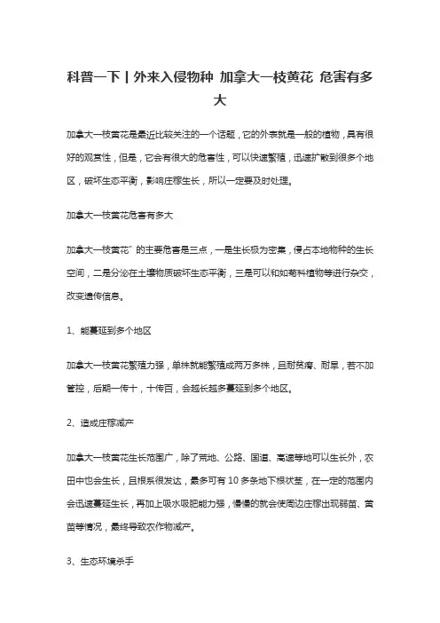 科普一下丨外来入侵物种 加拿大一枝黄花 危害有多大