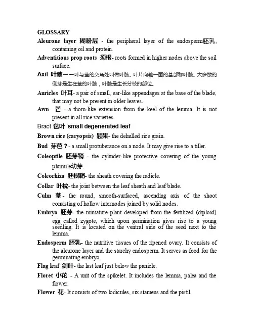 水稻术语表——精选推荐