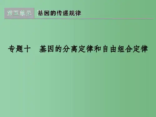 高考生物一轮复习 专题10 基因的分离定律和自由组合定律课件