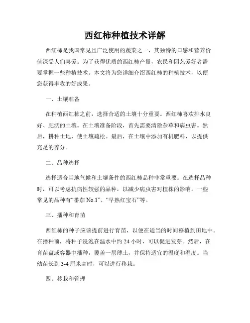 西红柿种植技术详解