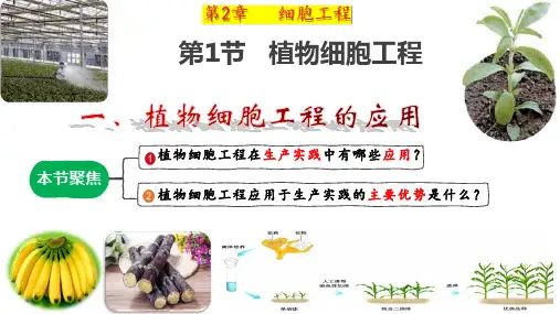 【课件】植物细胞工程的应用课件2022-2023学年高二下学期生物人教版选择性必修3