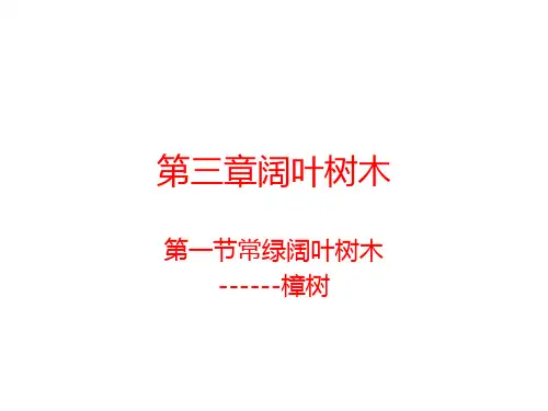 第三章阔叶树木.樟树pptx