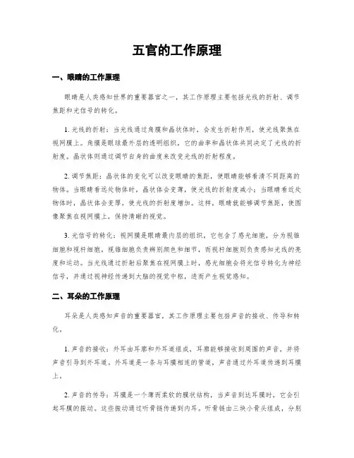 五官的工作原理
