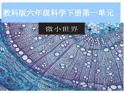 2020最新教科版小学科学六年级下册《放大镜》教学课件