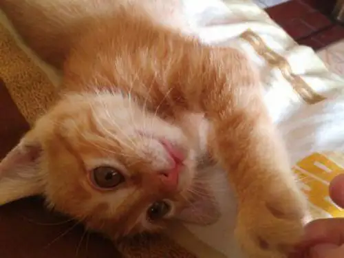 我们家的猫第二课时PPT