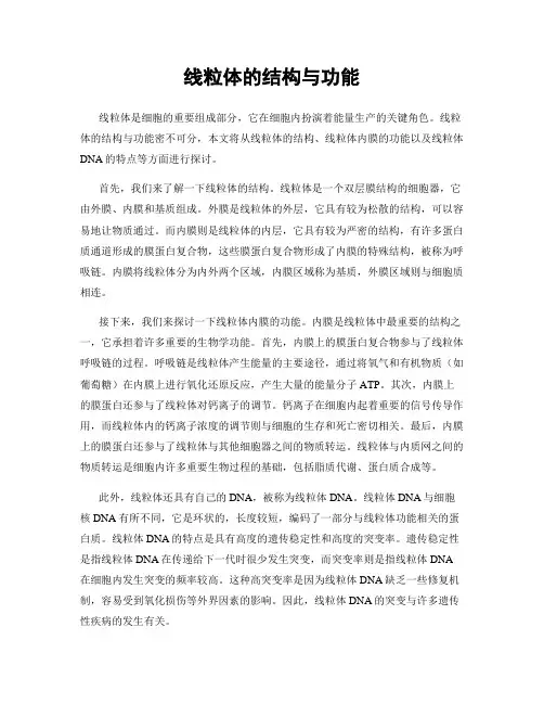 线粒体的结构与功能