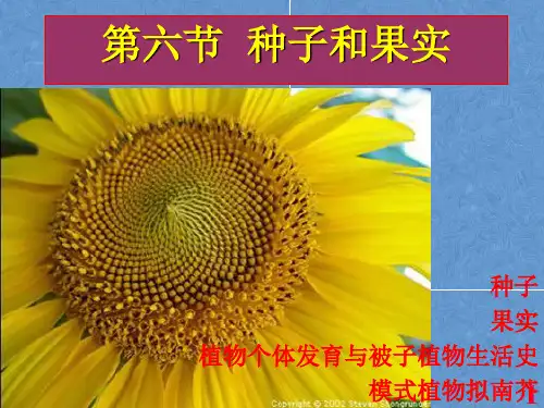 第3章 种子植物的繁殖和繁殖器官：⑥种子和果实
