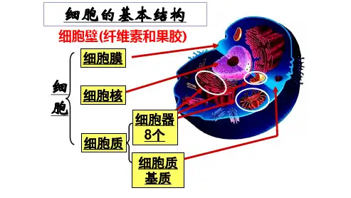 2.2.1主要细胞器的结构和功能