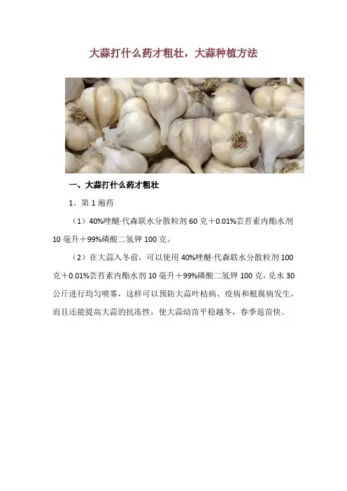 大蒜打什么药才粗壮,大蒜种植方法