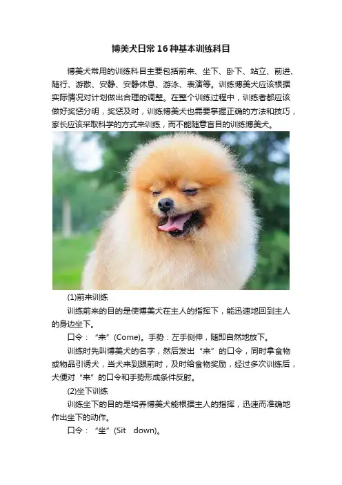 博美犬日常16种基本训练科目