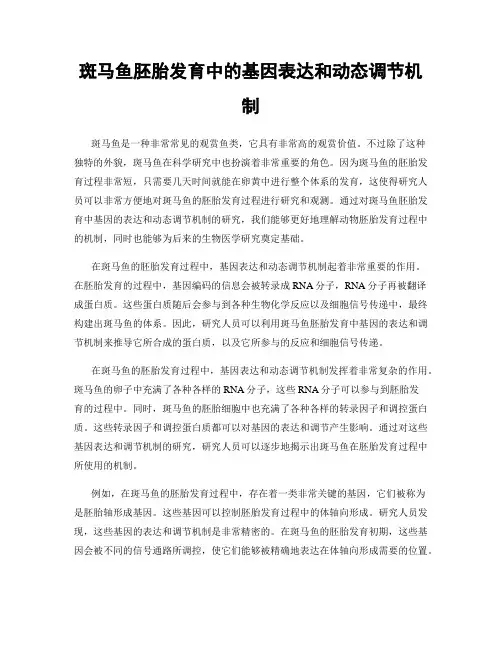 斑马鱼胚胎发育中的基因表达和动态调节机制