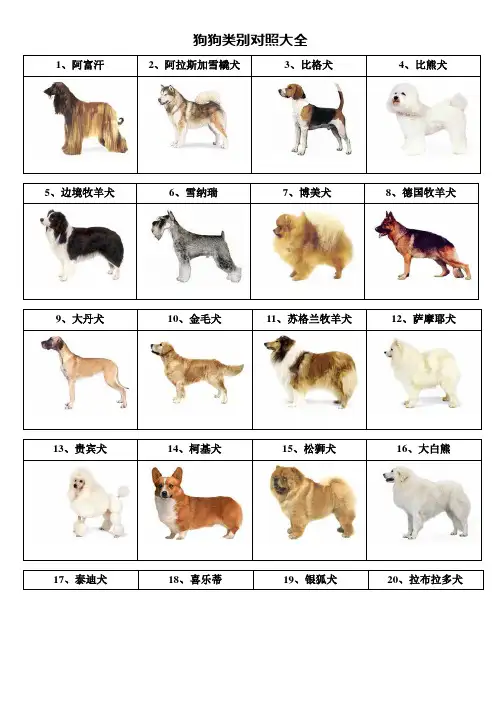 狗狗种类及图片大全