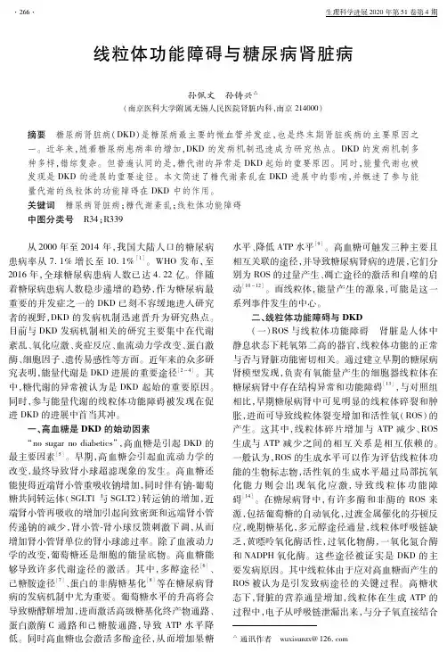 线粒体功能障碍与糖尿病肾脏病