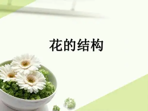 花的结构
