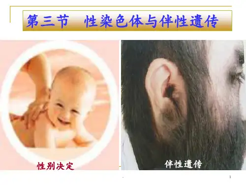 性染色体与伴性遗传PPT课件