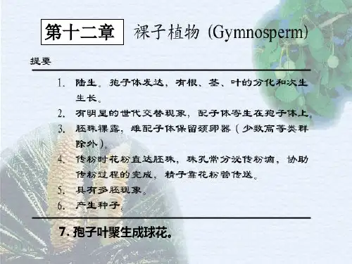 植物生物学-裸子植物