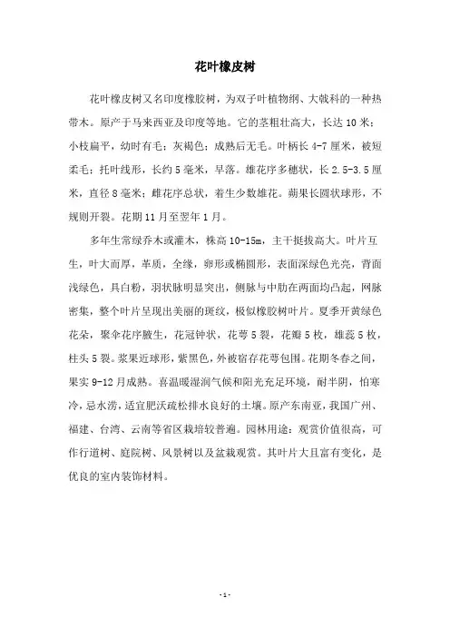 花叶橡皮树