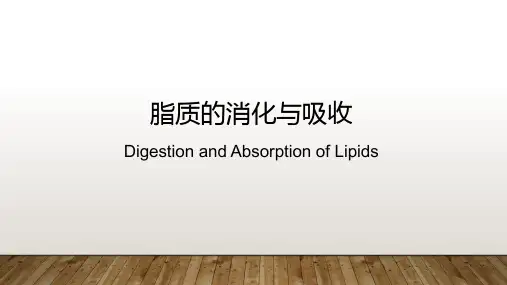 脂质的消化与吸收