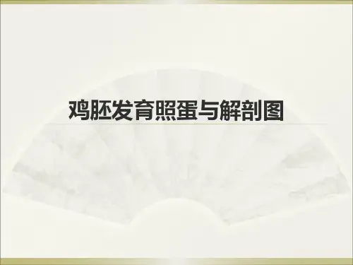 鸡胚发育照蛋与解剖图