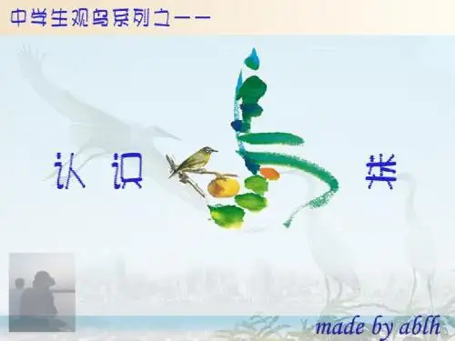 认识鸟类