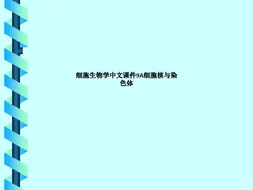 细胞生物学中文课件9A细胞核与染色体