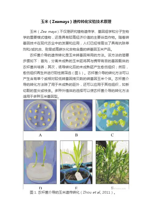 玉米（Zeamays）遗传转化实验技术原理