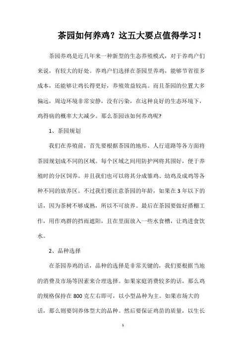 茶园如何养鸡？这五大要点值得学习!
