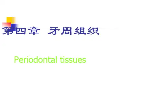 牙周组织