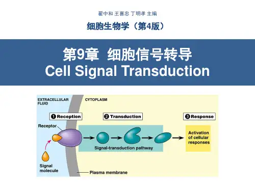 细胞生物学翟中和编 第9章 细胞信号转导