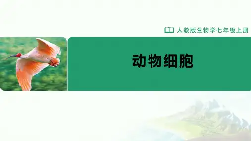 七年级-人教版(2024新版)-生物-上册-[课件]初中生物学-七年级上册-第二章第三节-动物细胞
