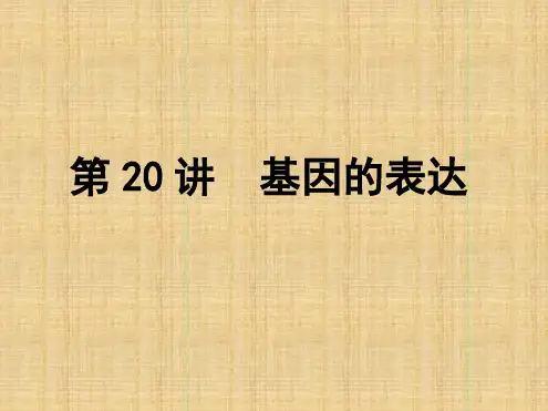 导与练高中生物一轮复习第20讲基因的表达名师优质课件新人教版必修2