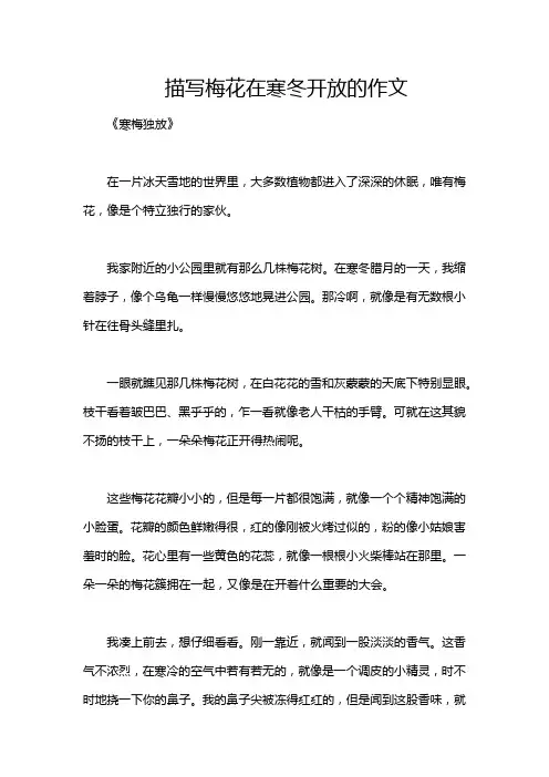 描写梅花在寒冬开放的作文