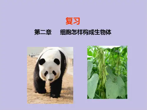 人教版生物七年级上册第二单元第二章 生物体的结构层次 知识总结