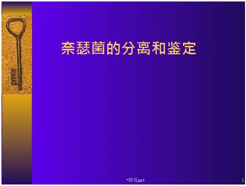 奈瑟菌的分离和鉴定