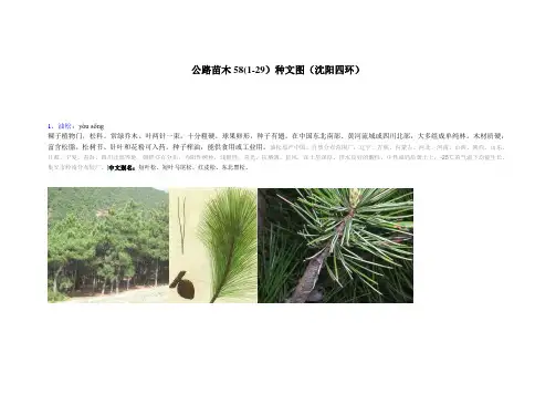公路苗木58种文图汇编(1-29)