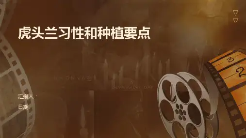 虎头兰习性和种植要点