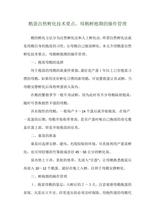 鹅蛋自然孵化技术要点,母鹅孵抱期的操作管理