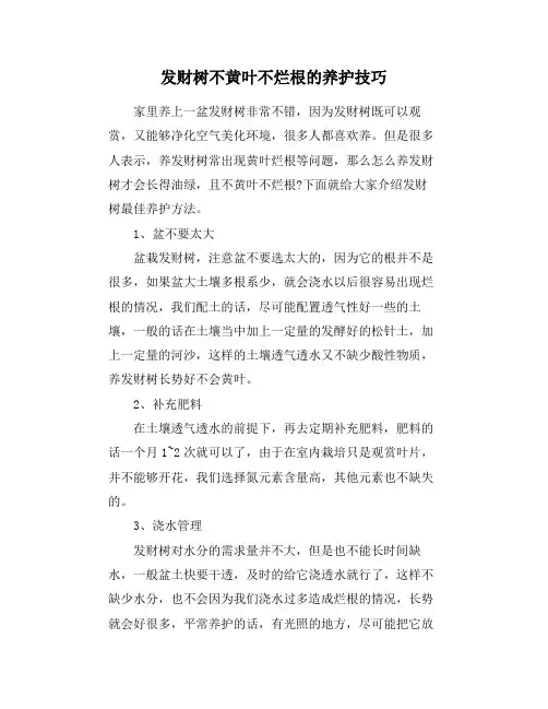 发财树不黄叶不烂根的养护技巧
