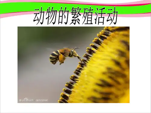 动物的繁殖活动(常态课)   大赛获奖精美课件PPT