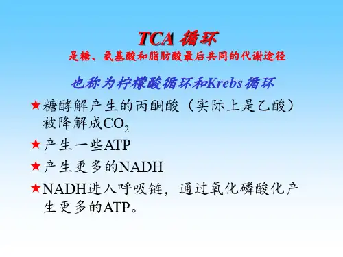 三羧酸循环 PPT课件