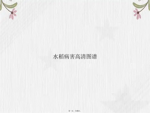水稻病害高清图谱讲课文档
