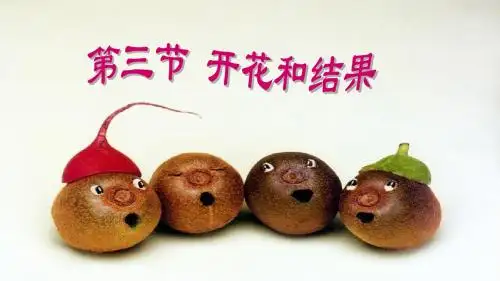 人教版七年级生物上册第三单元第二章第三节 开花和结果(共32张PPT)