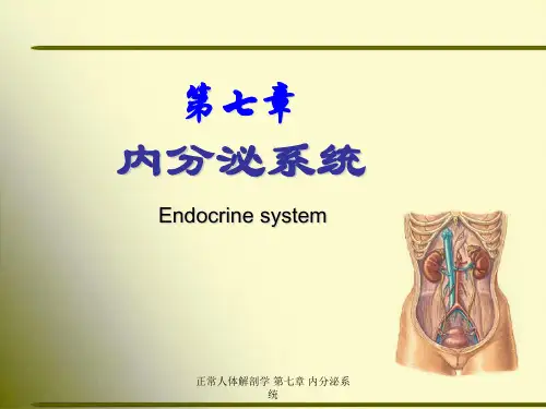 正常人体解剖学 第七章 内分泌系统