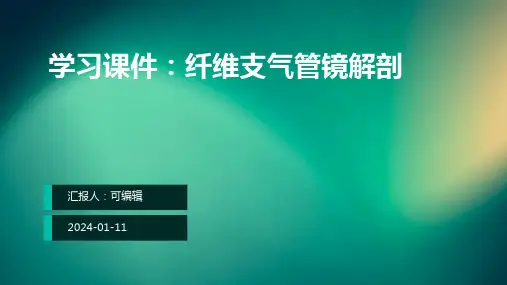 学习课件纤维支气管镜解剖