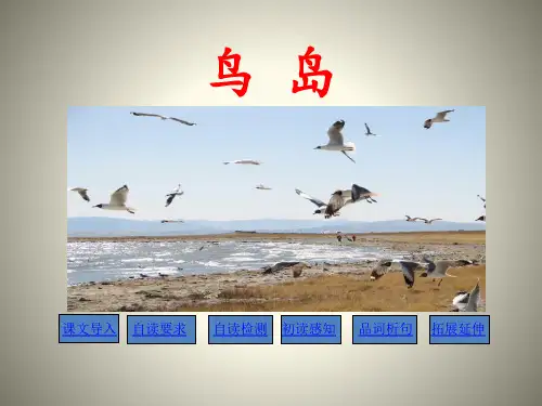《鸟岛》PPT-模板