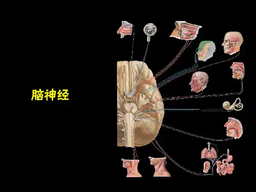脑神经,小脑ppt课件