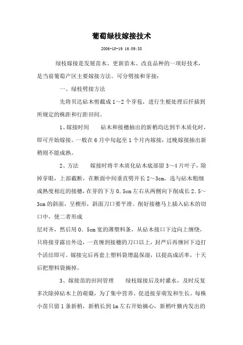 葡萄绿枝嫁接技术