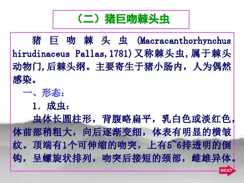 (二)棘头虫纲