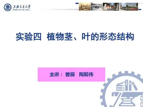 实验四植物茎、叶形态与结构-PPT课件