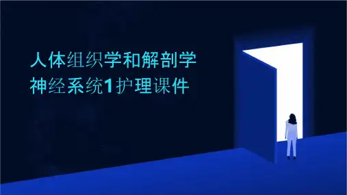 人体组织学和解剖学神经系统1护理课件